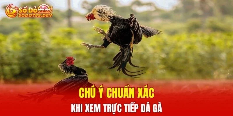 Chú ý chuẩn xác khi xem trực tiếp đá gà 