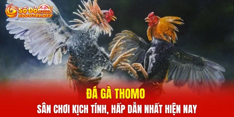 Đá Gà Thomo