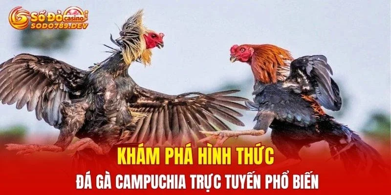Khám phá hình thức đá gà campuchia trực tuyến phổ biến