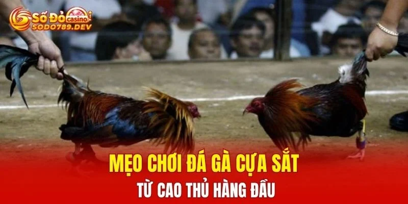 Mẹo chơi đá gà cựa sắt từ cao thủ hàng đầu