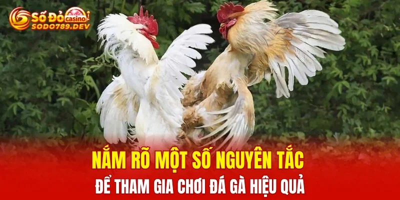 Nắm rõ một số nguyên tắc để tham gia chơi đá gà hiệu quả