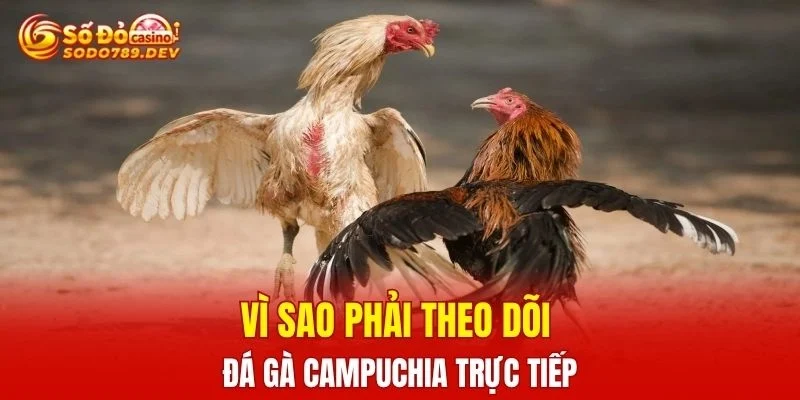 Vì sao phải theo dõi đá gà campuchia trực tiếp
